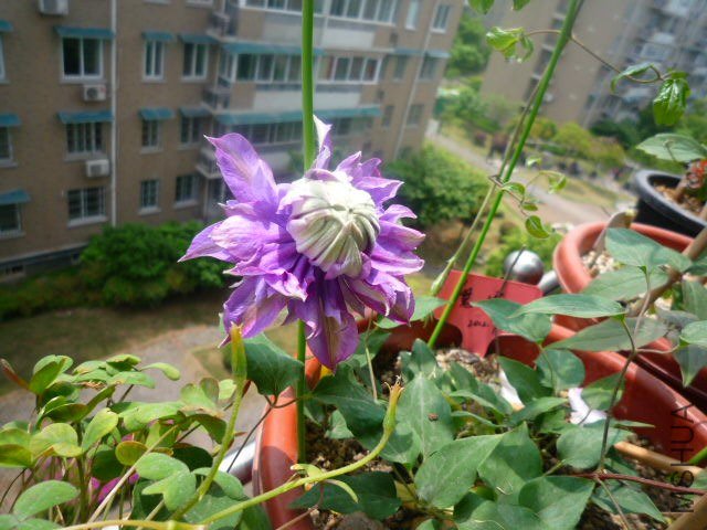 P1080427.JPG