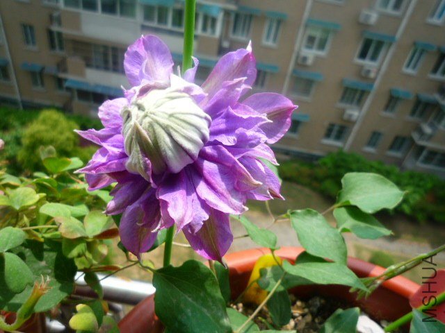 P1080428.JPG