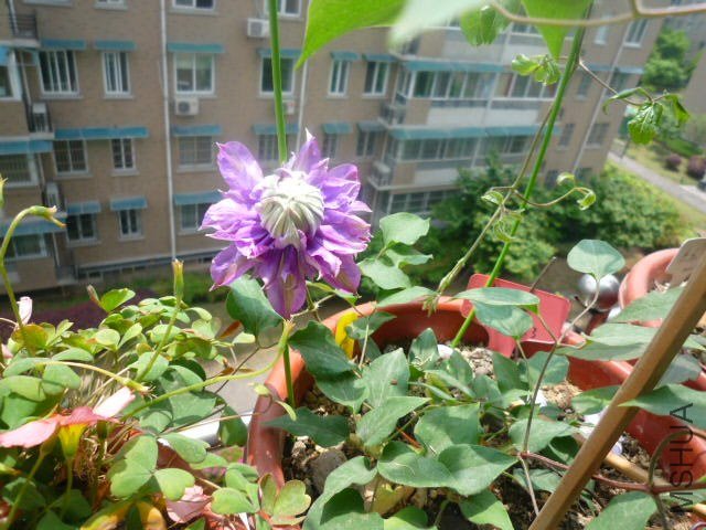 P1080429.JPG
