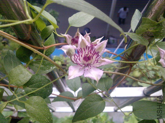 ����ȥ���