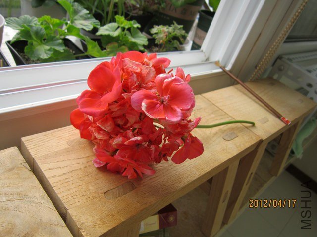 IMG_4468.jpg