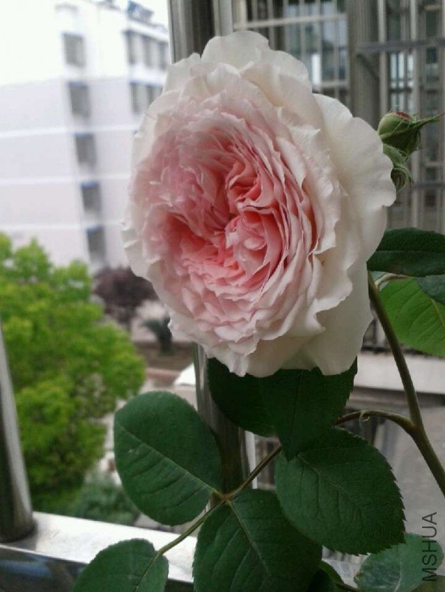 23�ճ��׿���