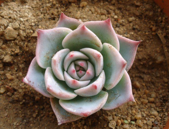 �ͼ������е���