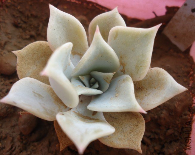 �ӽ� ��֪��.jpg