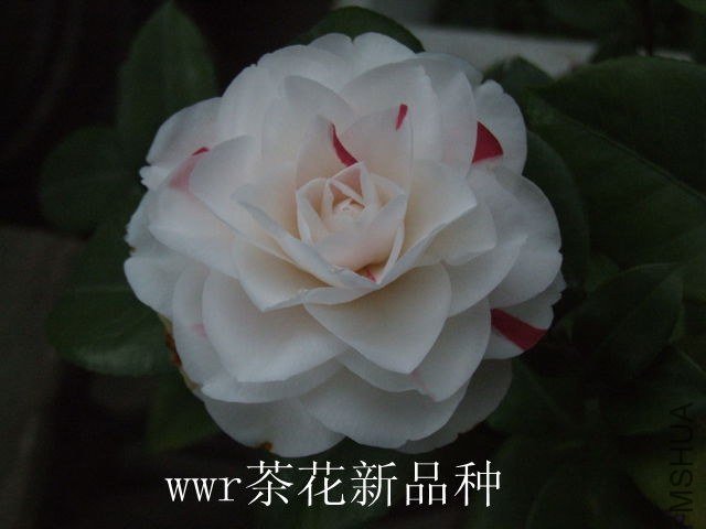 DSCF5656.JPG