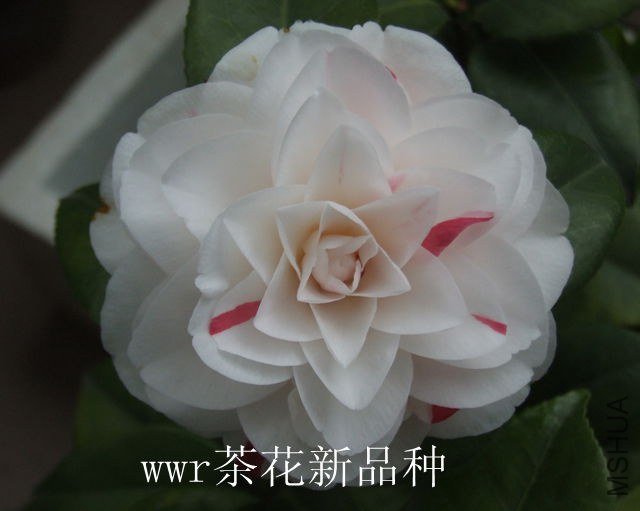 DSCF5657.JPG