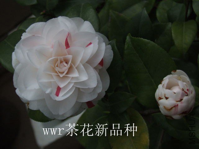 DSCF5659.JPG