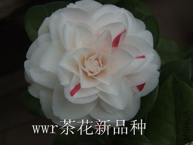 DSCF5667.JPG