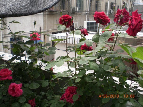 CIMG2847_����.jpg