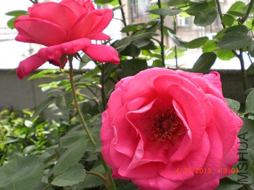 CIMG2849_����.jpg