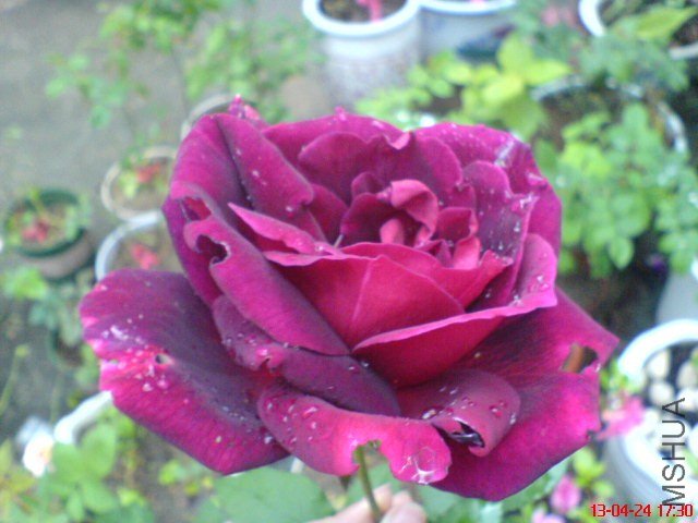 DSC00127(02).jpg