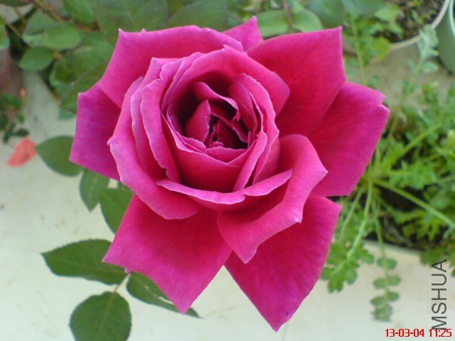 DSC00003(03).jpg