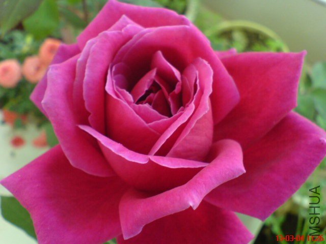 DSC00006(03).jpg