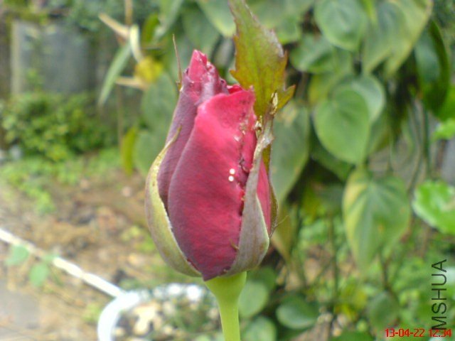 DSC00024(02).jpg