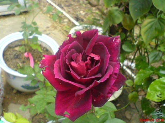 DSC00105(02).jpg