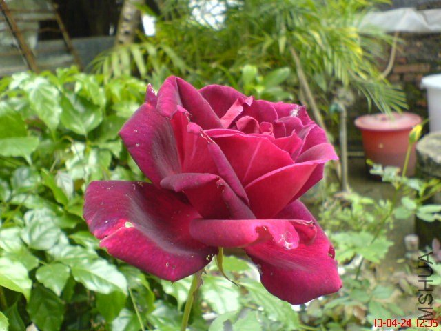 DSC00107(02).jpg