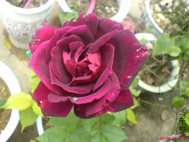 DSC00110(03).jpg