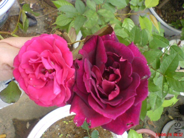 DSC00123(02).jpg