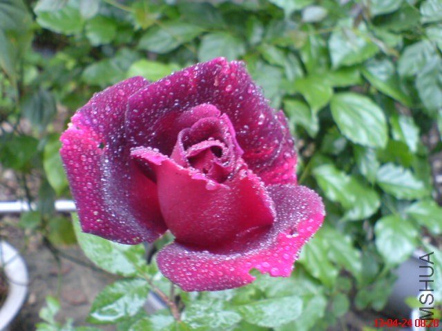 DSC00103(02).jpg