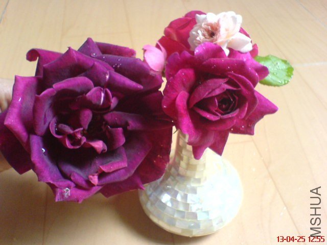 DSC00178.jpg
