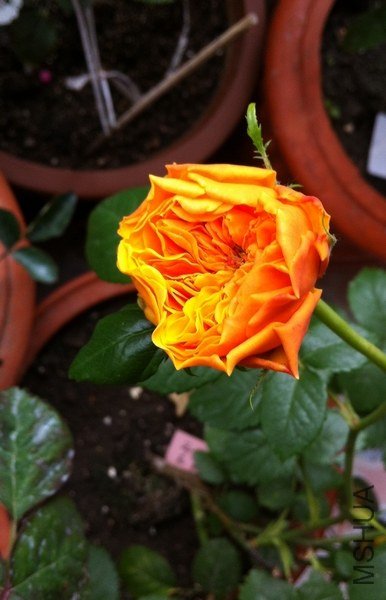 ��Ƭ 079.jpg