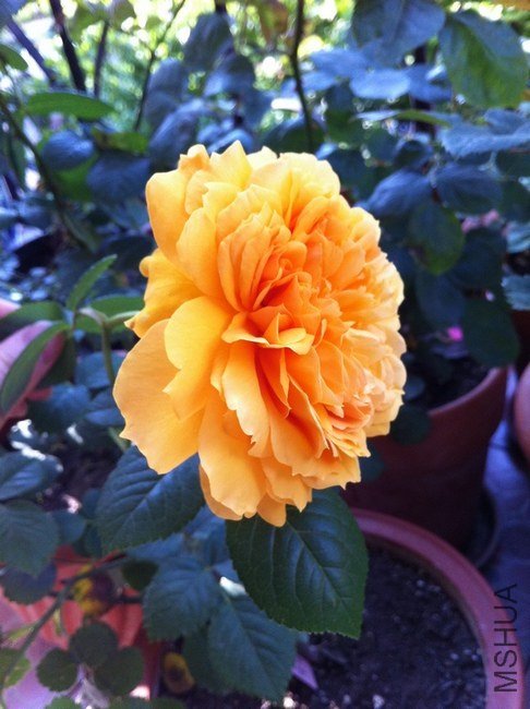 ��Ƭ 087.jpg
