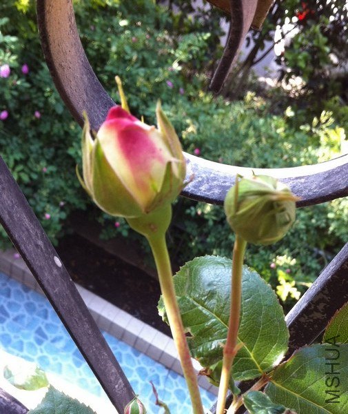 ��Ƭ 091.jpg