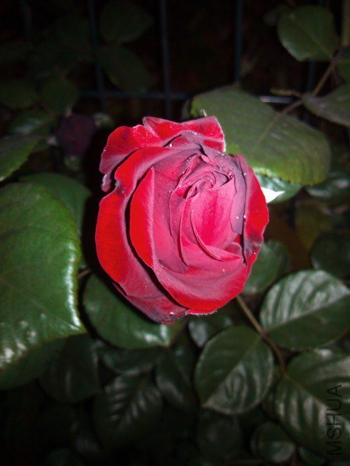 20130426133611.jpg