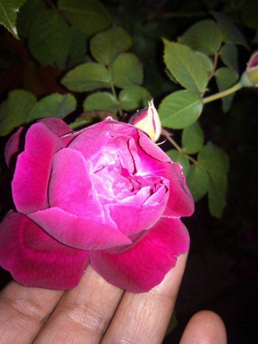 20130426133715.jpg