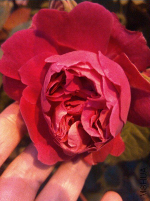20130426133725.jpg