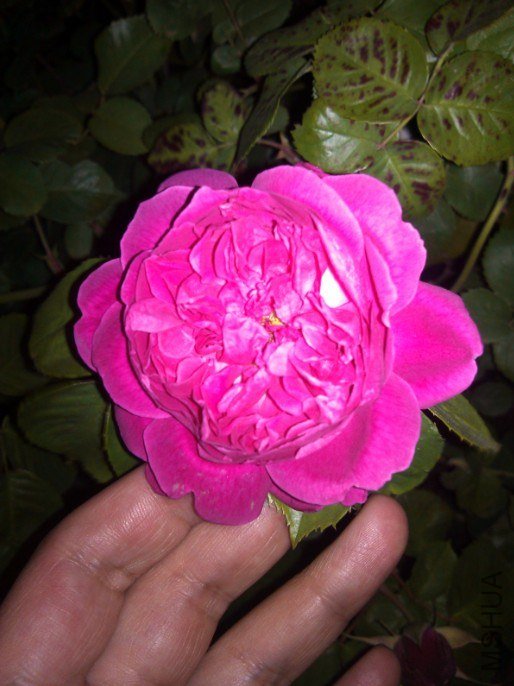 20130426133841.jpg