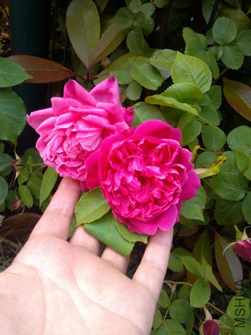 20130426133850.jpg