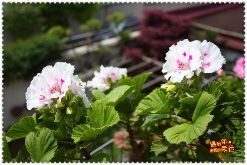 ��Ƭ 032_����.jpg