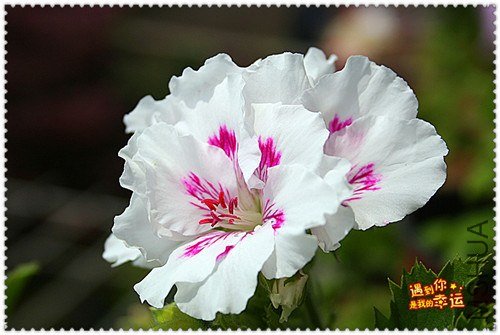 ��Ƭ 037_����.jpg