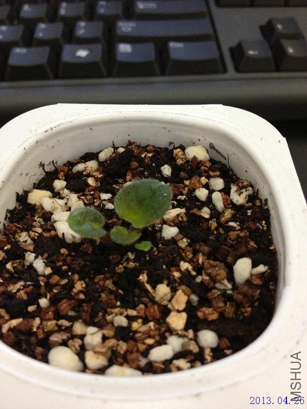 ����С��a 2013.04.26.JPG