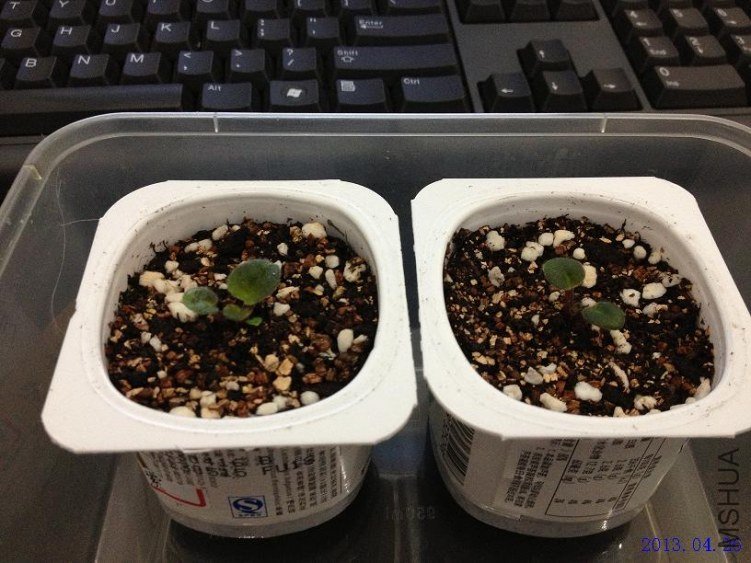 ����С���Ӱ 2013.04.26.JPG