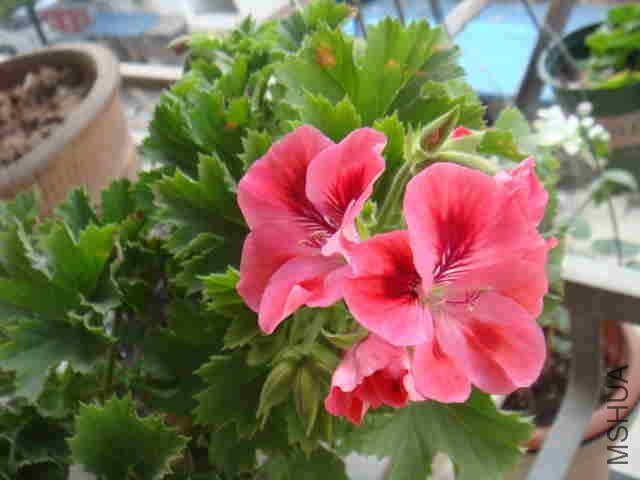 DSC06228_����.jpg