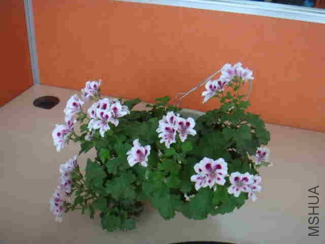 DSC06230_����.jpg