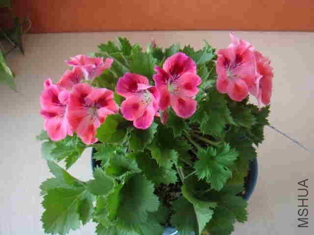 DSC06232_����.jpg