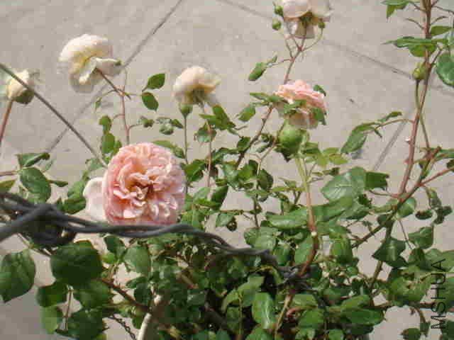 DSC06241_����.jpg