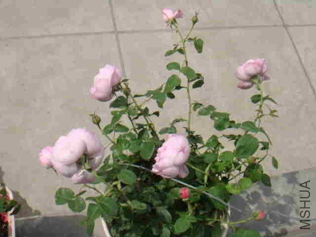 DSC06244_����.jpg