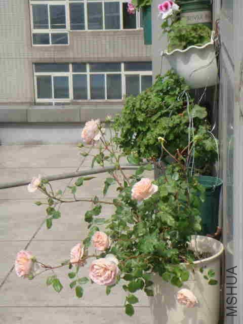 DSC06246_����.jpg