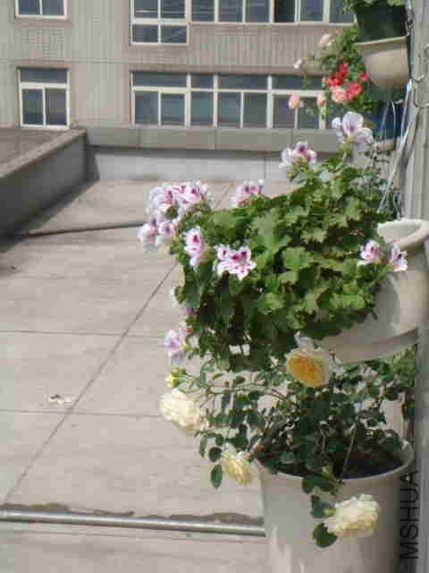 DSC06247_����.jpg