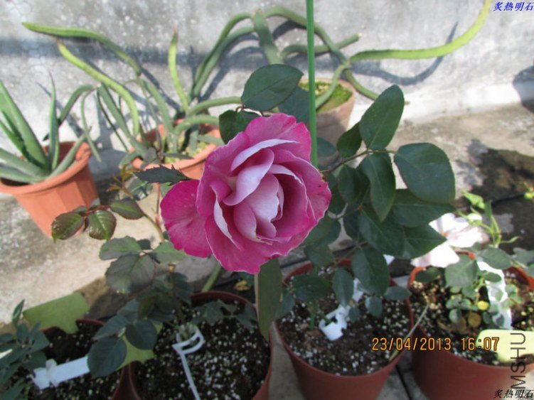 IMG_5360_nEO_IMG.jpg