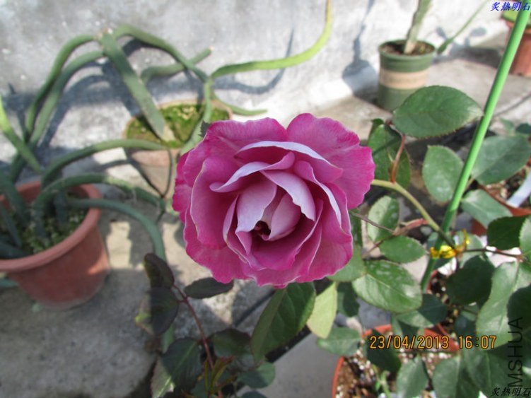 IMG_5358_nEO_IMG.jpg