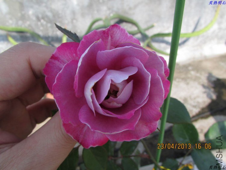 IMG_5356_nEO_IMG.jpg