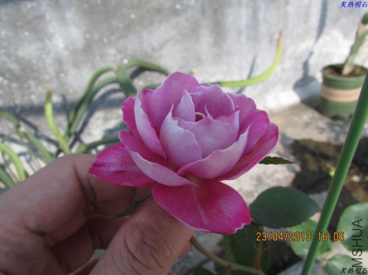 IMG_5353_nEO_IMG.jpg