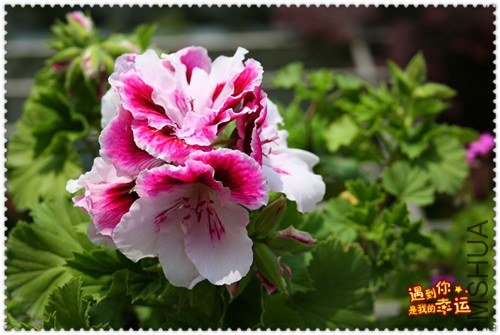 ��Ƭ 043_����.jpg