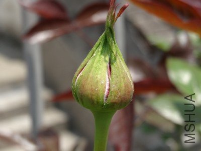 �����˻���2 (400x300).jpg