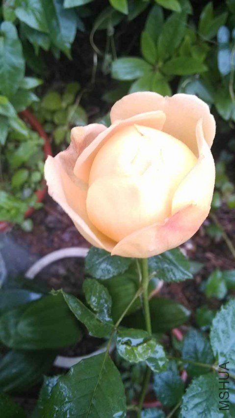 IMG_20130426_07200398.jpg